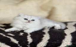 Persian cats for stud: ⭐️PERSIAN CHINCHILLA  PEDIGREE  STUD⭐️ in Gerrards Cross - Image 17