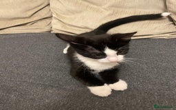 Domestic Shorthair cats for sale: Female domestic cat – 1 year old - Image 9