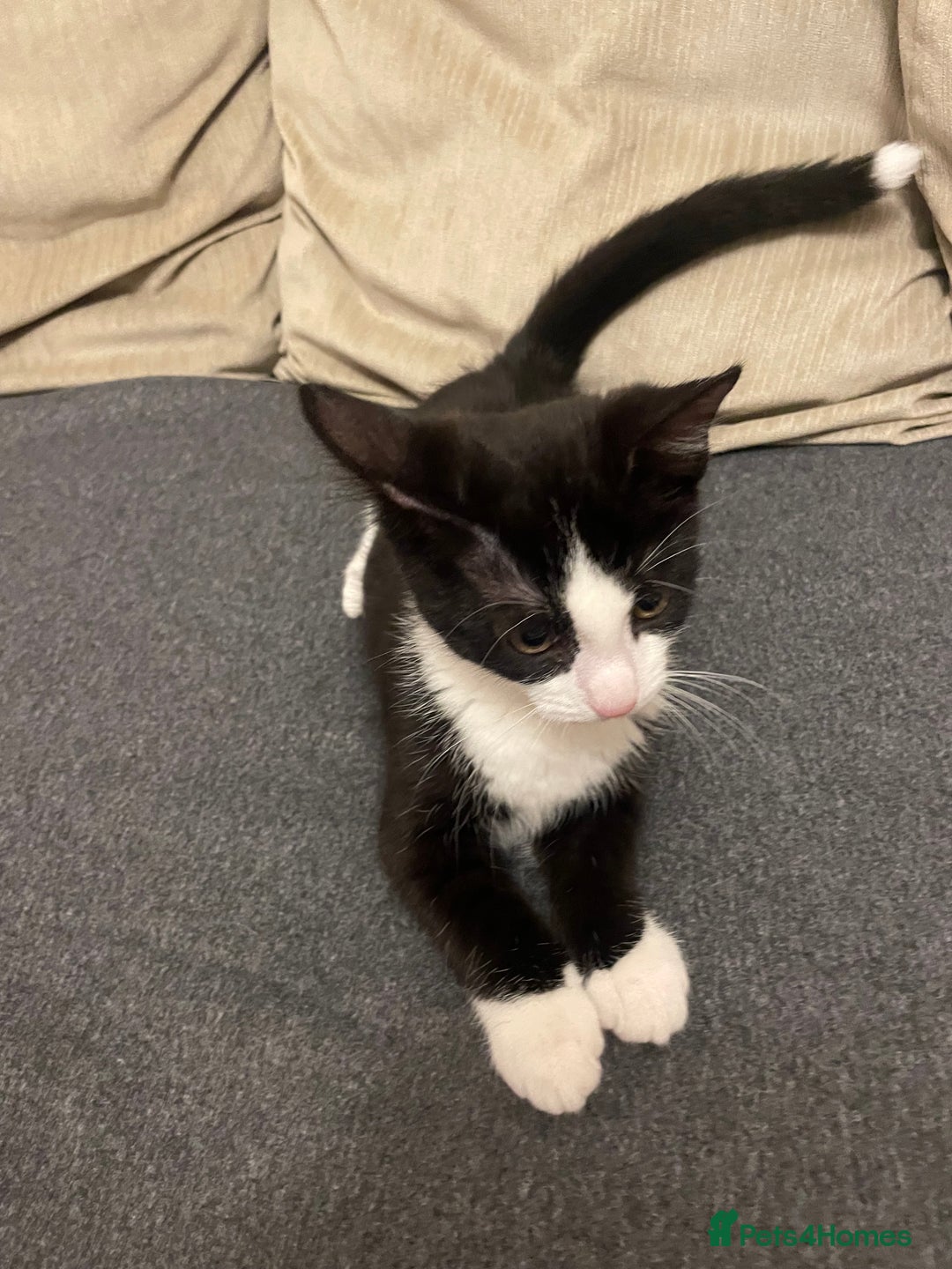 Domestic Shorthair cats for sale: Female domestic cat – 1 year old - Image 9