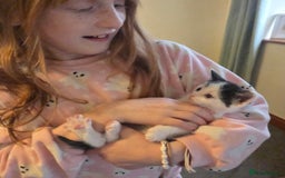 Mixed Breed cats for sale: 5 stunning babies ready in just over 2 weeks  - Image 17