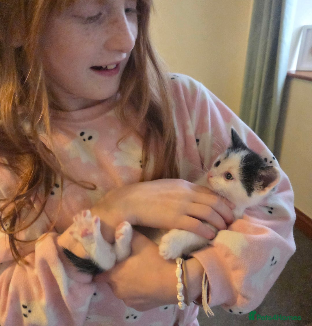 Mixed Breed cats for sale: 5 stunning babies ready in just over 2 weeks  - Image 17