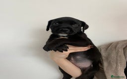 Cane Corso dogs for sale: 🐾 Beautiful Cane Corso Puppies – Ready Soon! 🐾 - Image 4