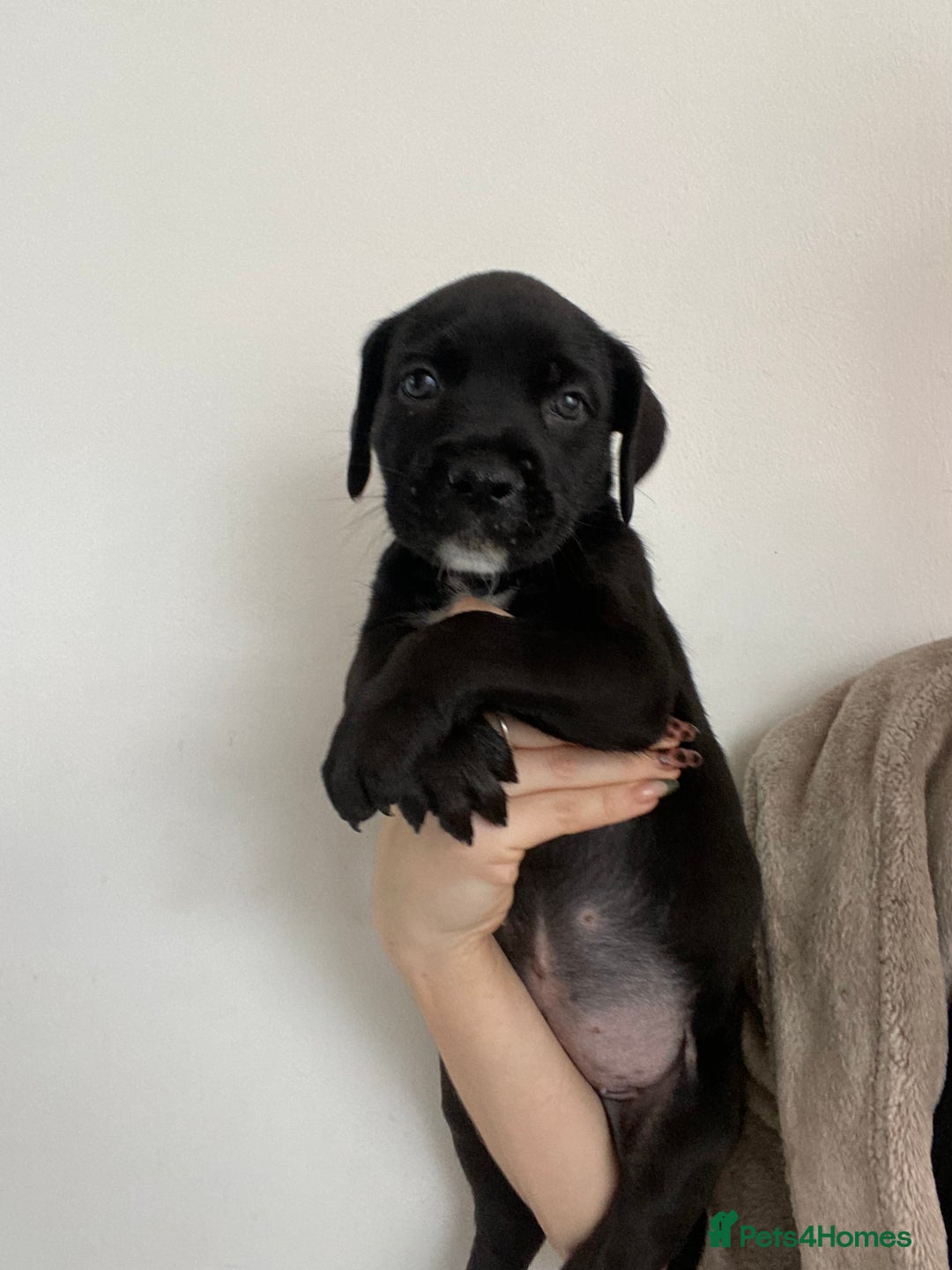 Cane Corso dogs for sale: 🐾 Beautiful Cane Corso Puppies – Ready Soon! 🐾 - Image 4