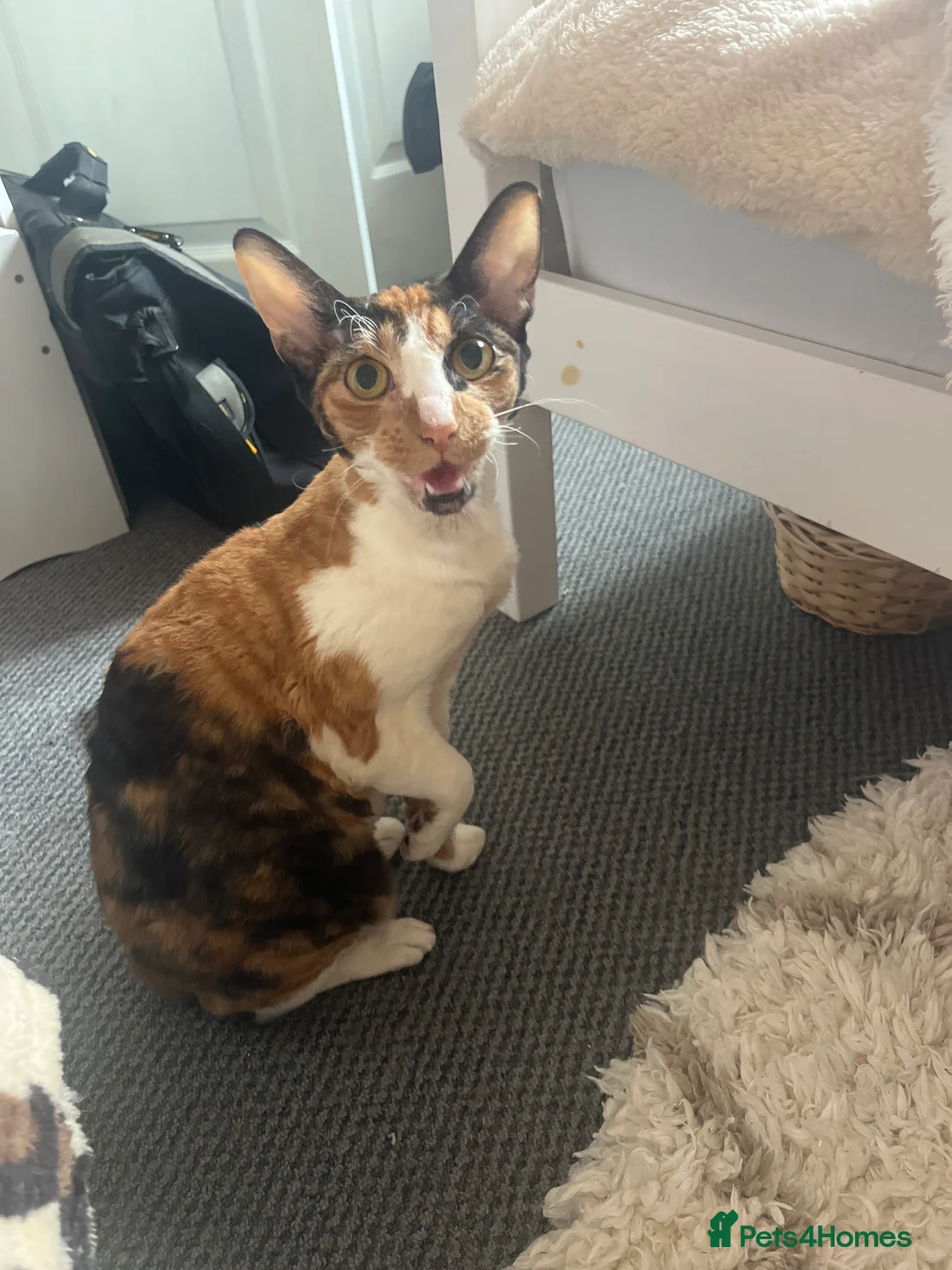 Mixed Breed cats for sale: Two Beautiful kittens for sale - Advert 2