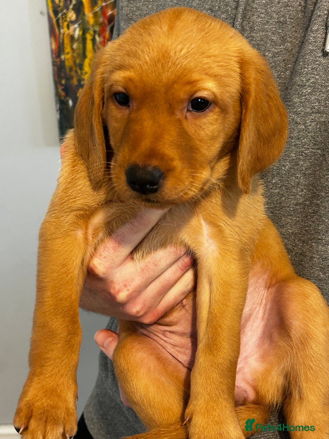 Labrador Retriever dogs for sale: Beautiful Labrador Puppies - Advert 8