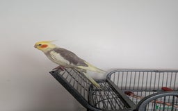 Cockatiels birds for sale: Cockatiel female 3 yrs old. Prefers out of cage. - Image 4