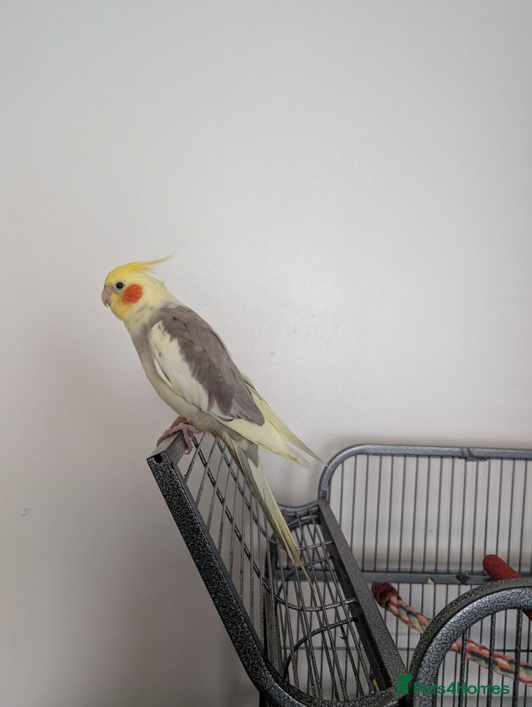 Cockatiels birds for sale: Cockatiel female 3 yrs old. Prefers out of cage. - Image 4