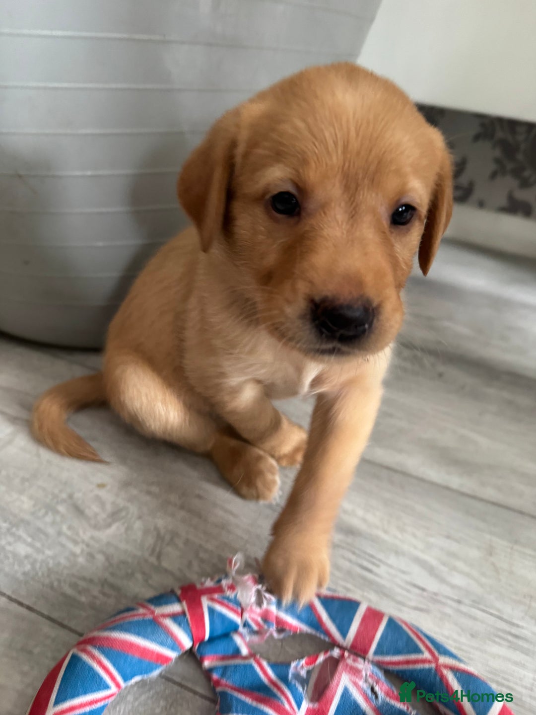 Goldador dogs for sale: Golderdor puppies  - Image 2