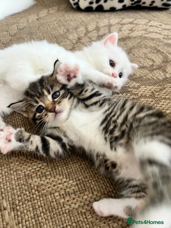 Siberian cats - Advert 2