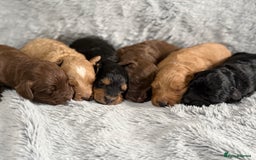 Cockapoo dogs for sale: Adorable Toy Cockapoos-Health Tested - Image 3
