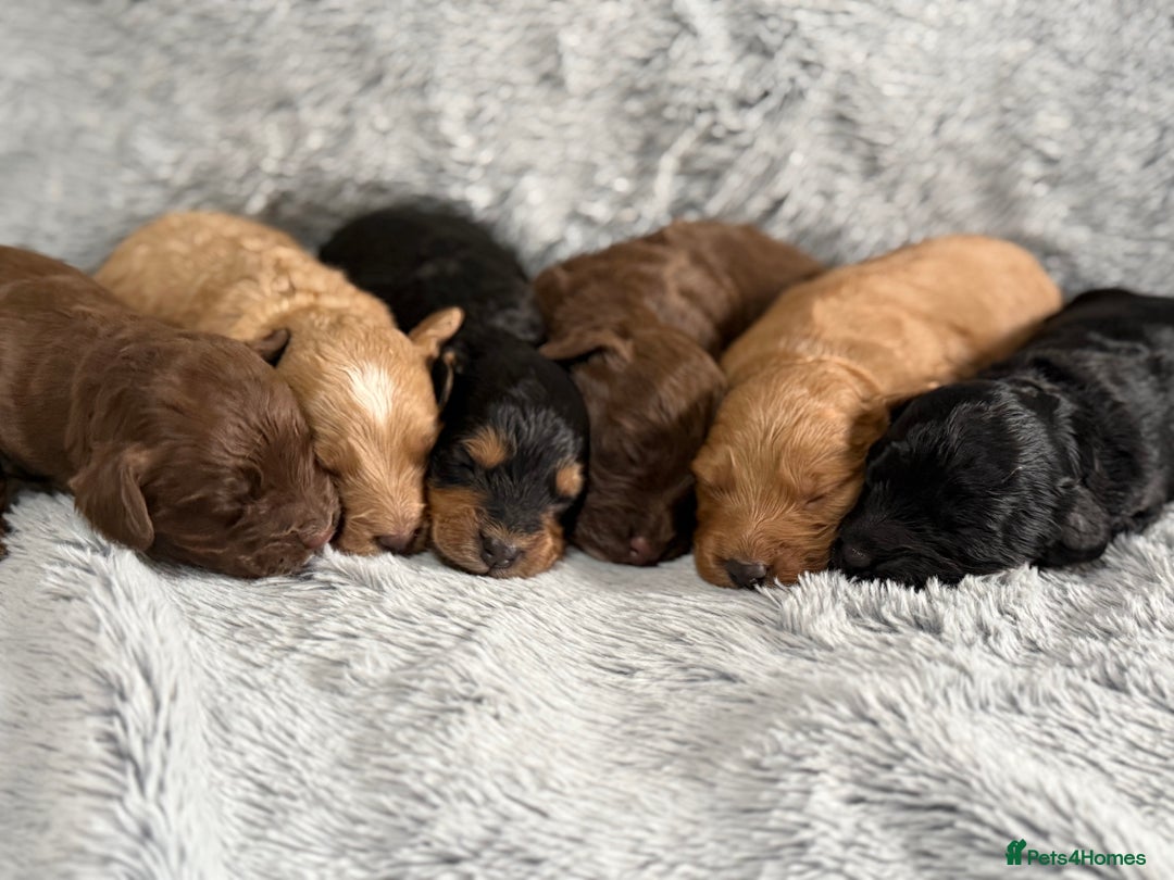 Cockapoo dogs for sale: Adorable Toy Cockapoos-Health Tested - Image 3