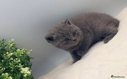 British Shorthair cats for sale: PEDIGREE REGISTERED CHUNKY BRITISH SHORTHAIRS  - Image 14