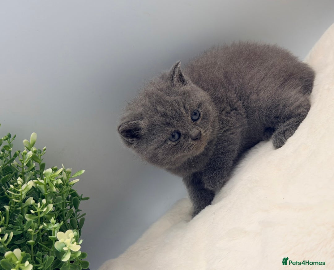 British Shorthair cats for sale: PEDIGREE REGISTERED CHUNKY BRITISH SHORTHAIRS  - Image 14