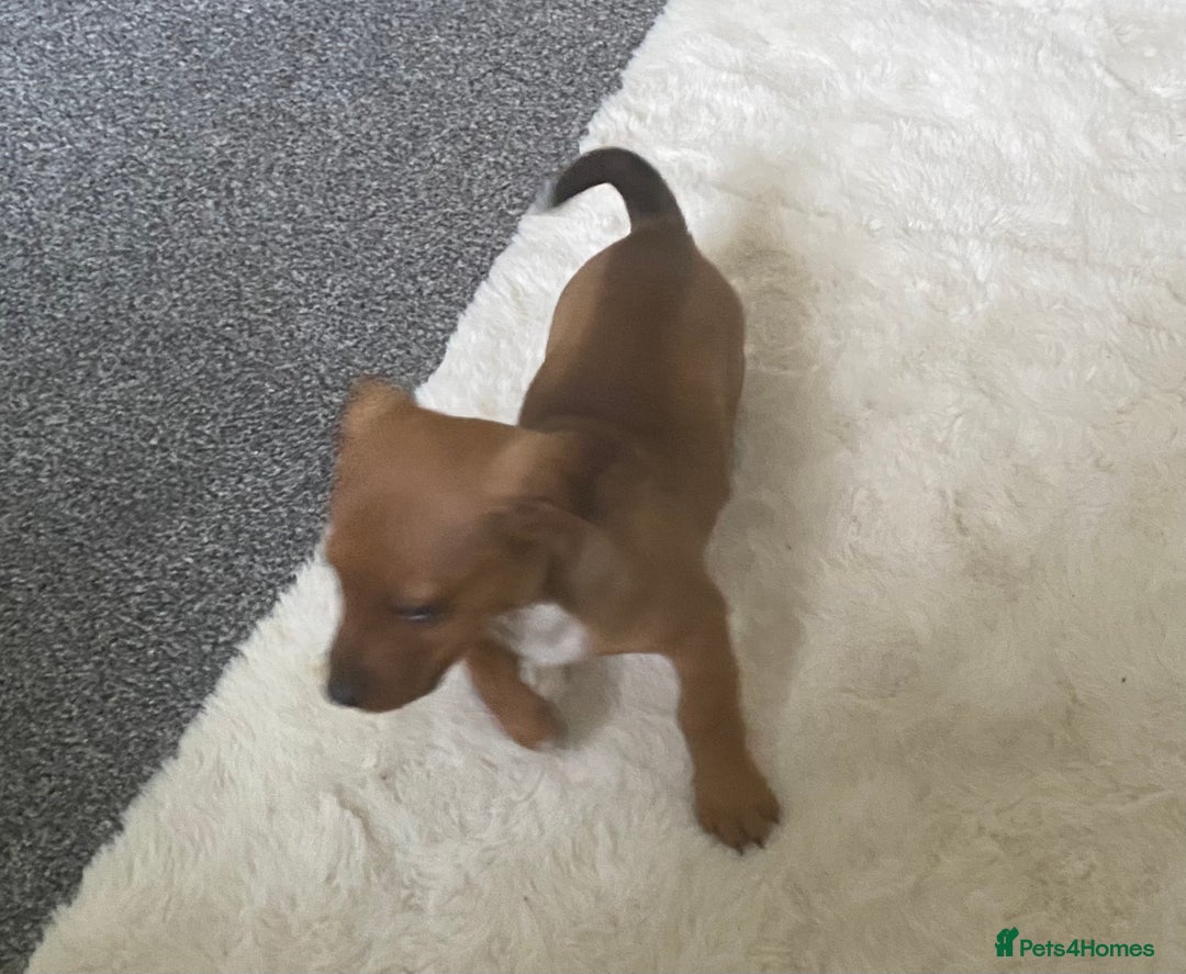 Mixed Breed dogs for sale: jack russell x daschound puppies  - Image 5
