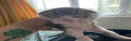 Mixed Breed cats for sale: 4 beautiful kittens available  in Weymouth - Advert 2