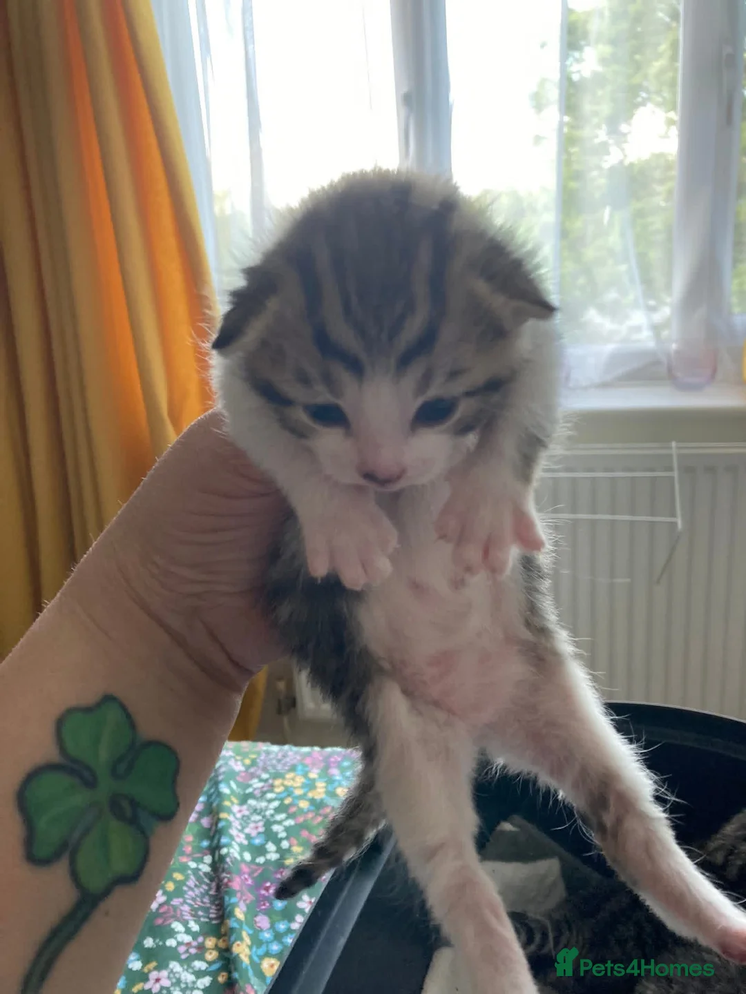 Mixed Breed cats for sale: 4 beautiful kittens available  in Weymouth - Advert 2