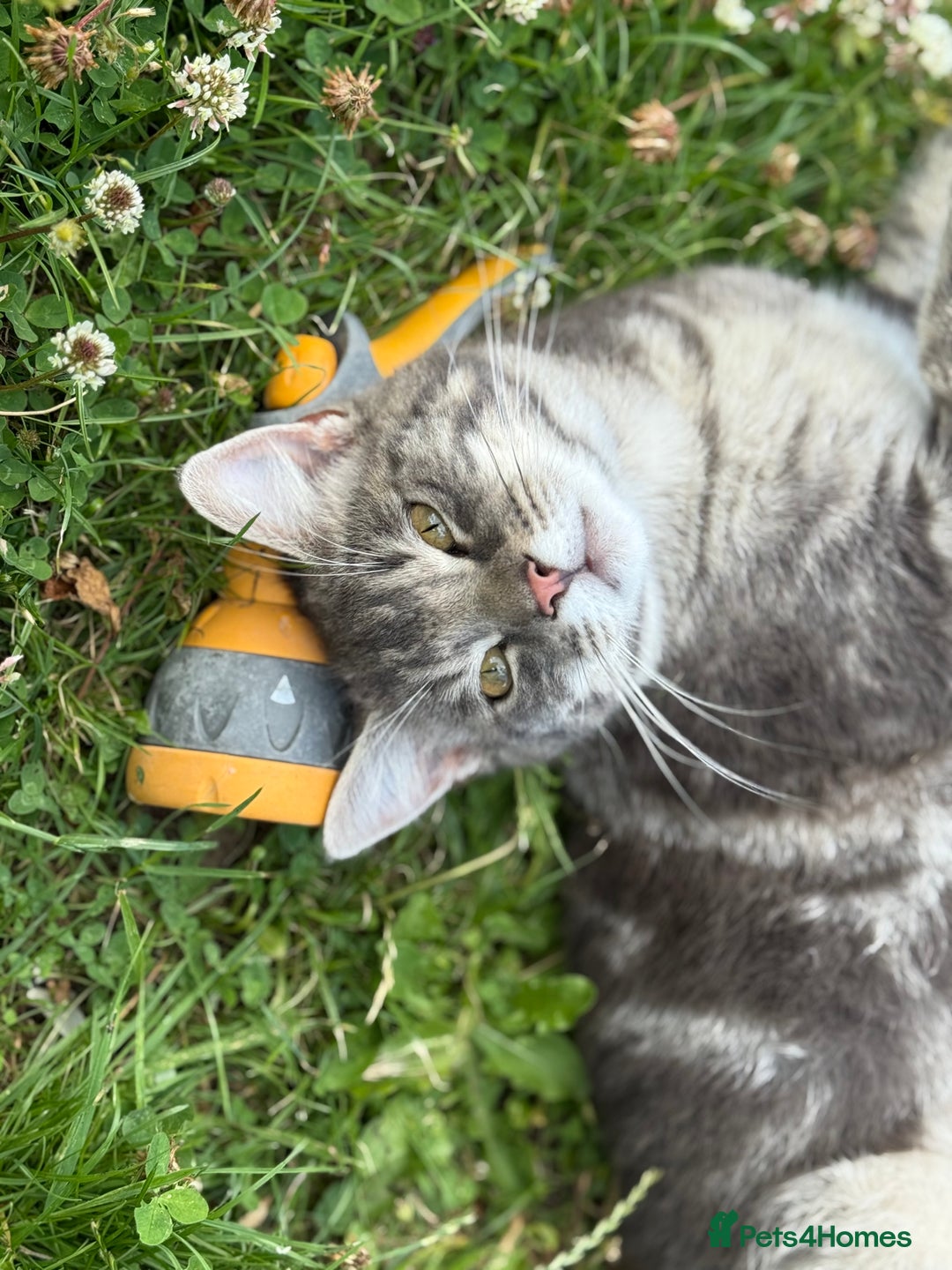 British Shorthair cats for sale: Sweet Halloween Baby Looking for a Loving Home🎃🐾 - Image 7