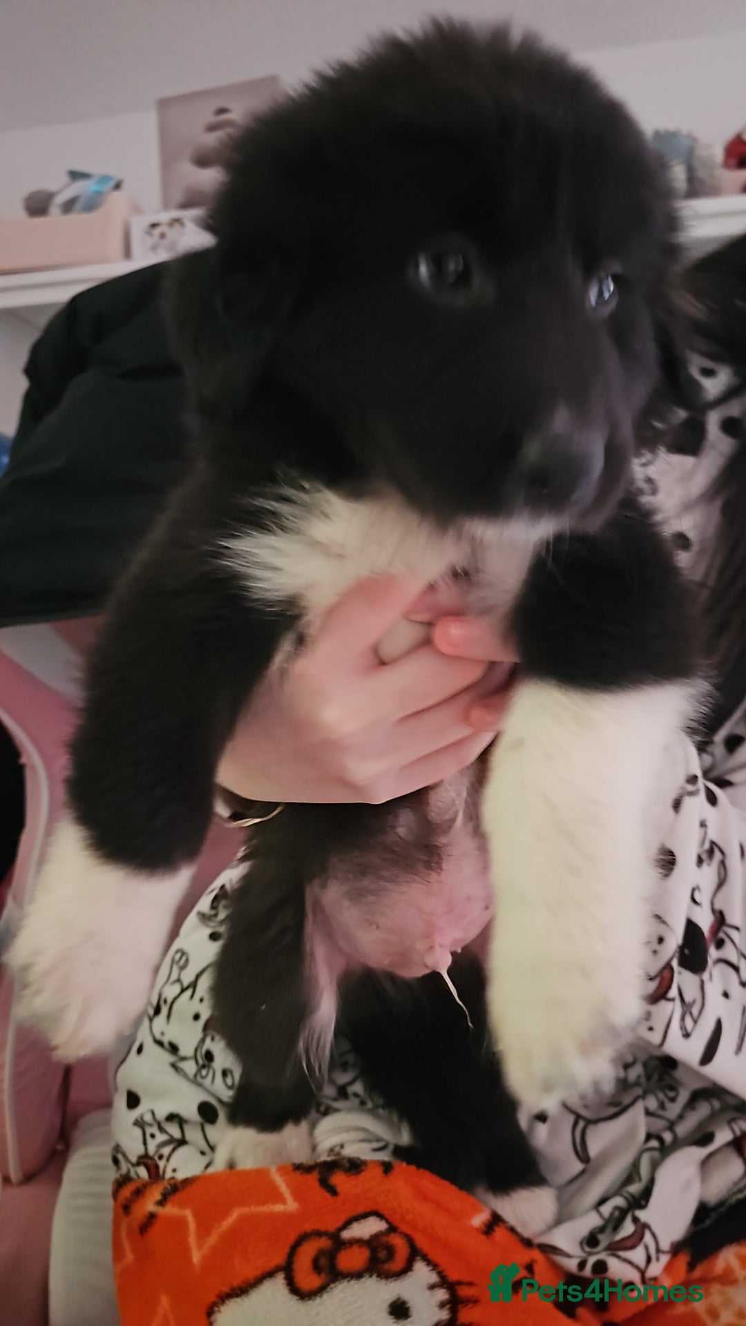 Mixed Breed dogs for sale: Beautiful little bear cubs - Advert 4