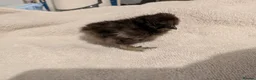 Chickens poultry for sale: Unsexed Silkie chicks mixed colours  - Advert 16