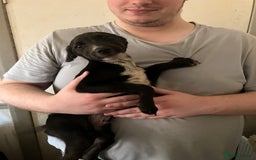 Mixed Breed dogs for sale: Puppies ready to be rehomed - Image 3