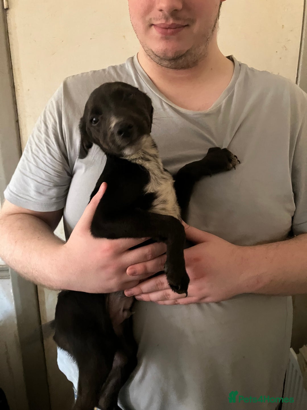 Mixed Breed dogs for sale: Puppies ready to be rehomed - Image 3