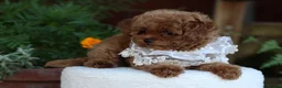 Toy Poodle dogs for sale: Stunning Asian Toy Poodle Puppies – Ready Now 🐾 - Advert 10