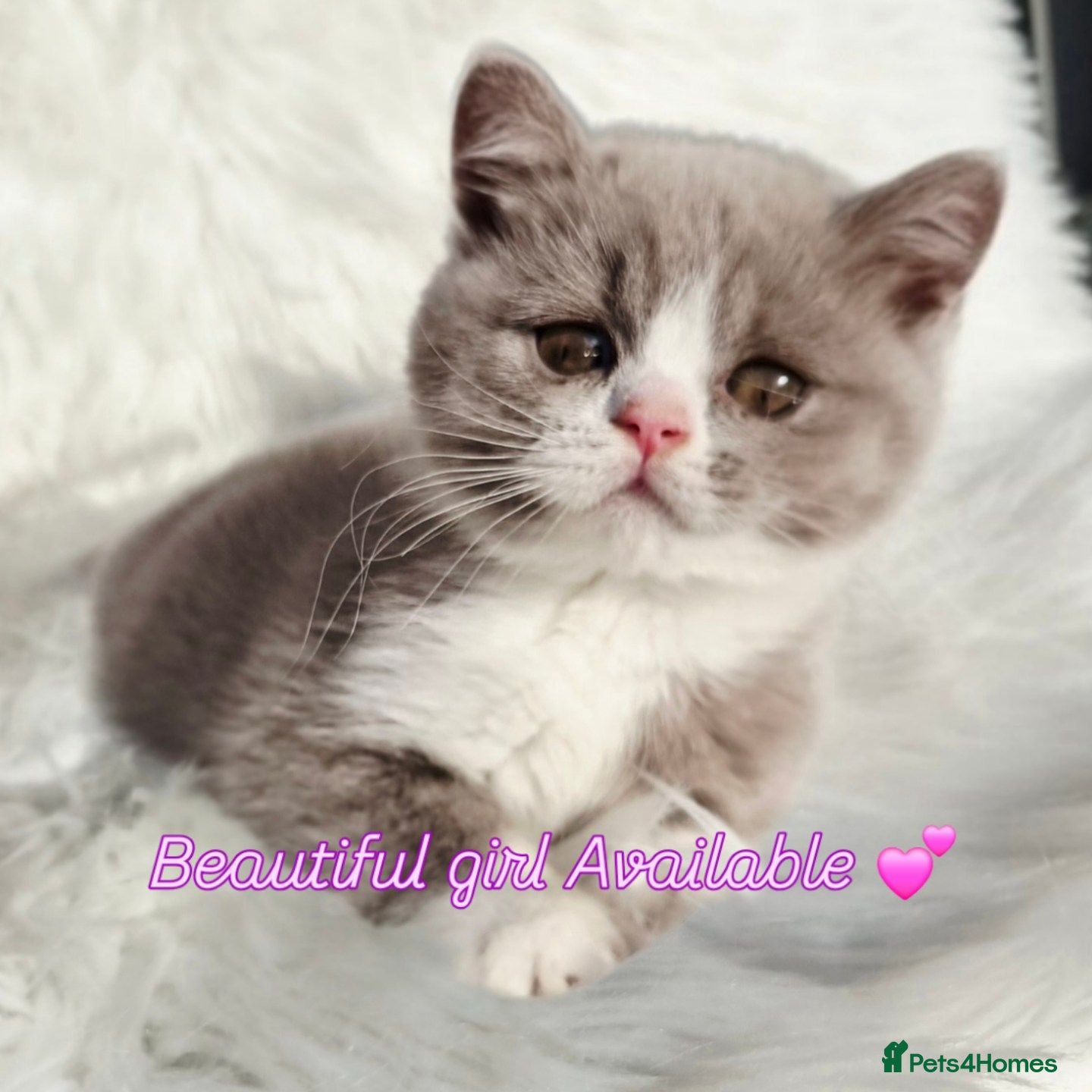 British Shorthair cats Stunning British shorthair kittens  - Advert 2
