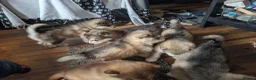 Alaskan Malamute dogs for sale: Kc Reg Alaskan Malamute puppies  - Advert 13