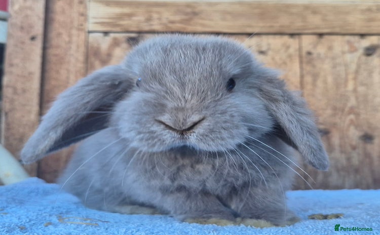 Mini Lop rabbits - Advert 8
