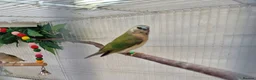 Finches birds for sale: Gouldian and Owl finch - Advert 4