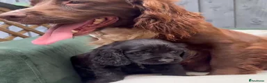 Cockapoo Puppy 3