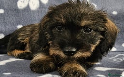 Dachshund dogs for sale: Stunning KC Registered Dachshund Puppies in Cheadle - Image 20