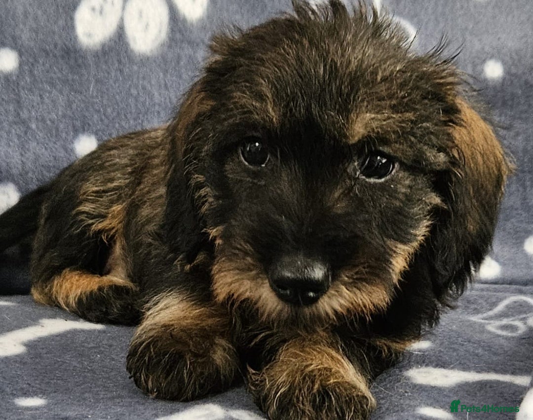 Dachshund dogs for sale: Stunning KC Registered Dachshund Puppies in Cheadle - Image 20