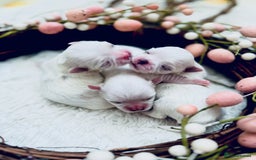 Maltese dogs for sale: 🩵Most Beautiful Full Korean Maltese 🩵 - Image 6