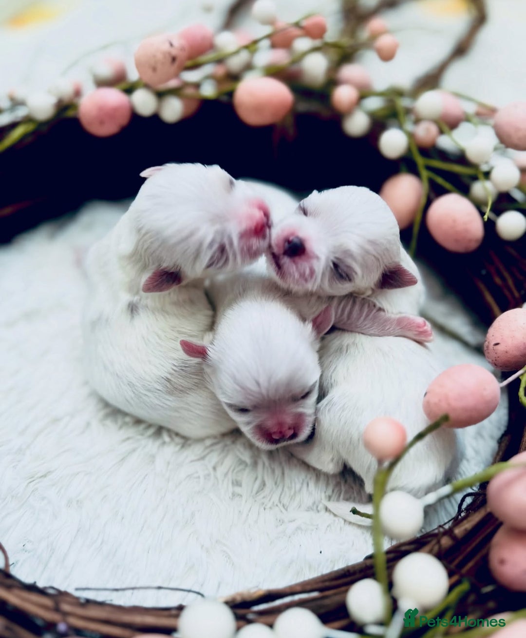 Maltese dogs for sale: 🩵Most Beautiful Full Korean Maltese 🩵 - Image 6