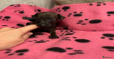 Italian Greyhound dogs - Advert 7
