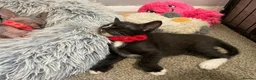 Sphynx cats for sale: LAST FEMALE fluffy half Sphynx kitten - Ready Now  - Advert 7