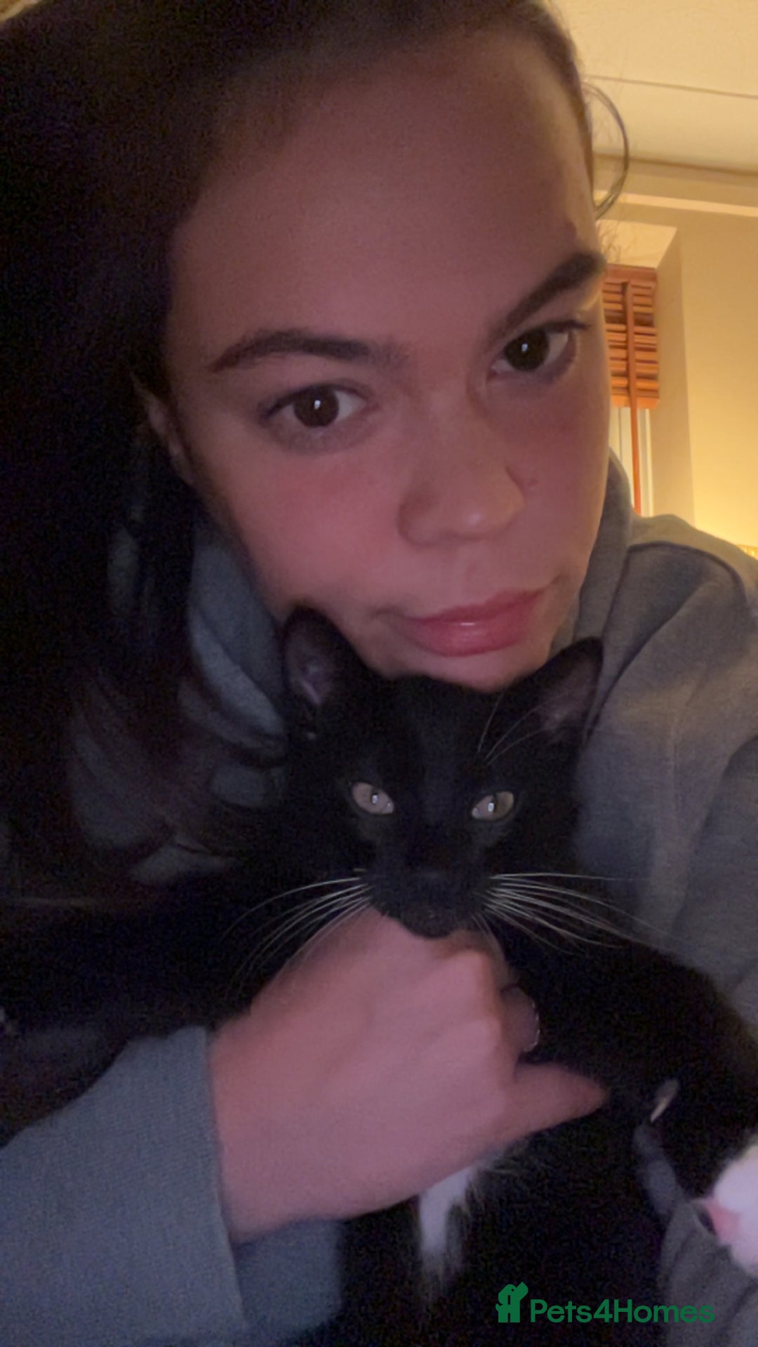 Mixed Breed cats for sale: 2 Sweet Black & White Boy Kittens (Ready to Go) - Image 16