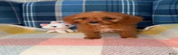 Cavapoo dogs for sale: Stunning Red Cavapoo Puppies Ready Now - Advert 7