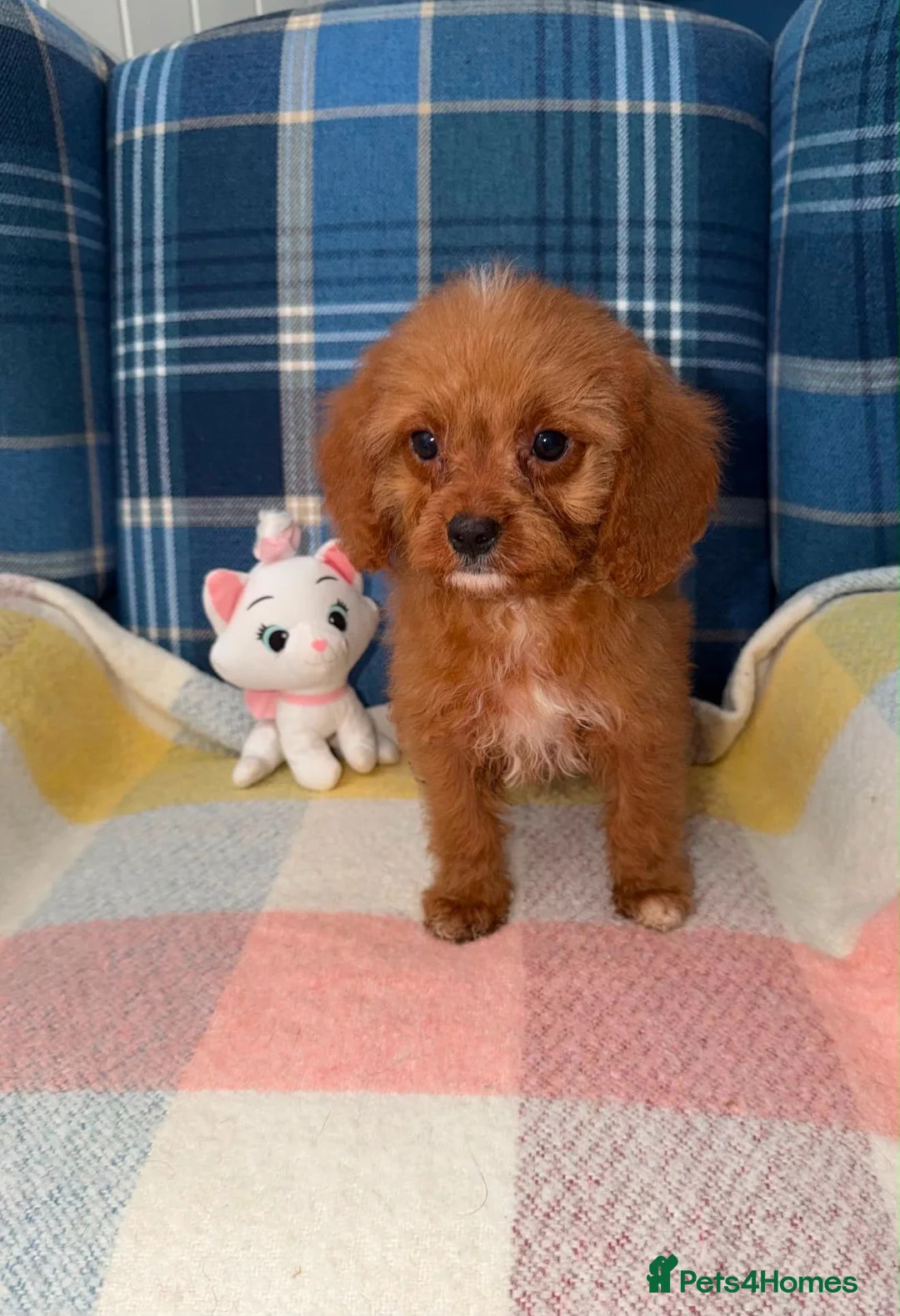 Cavapoo dogs for sale: 💛🧡Stunning Red Cavapoo Puppies Ready Now🧡💛 - Advert 2