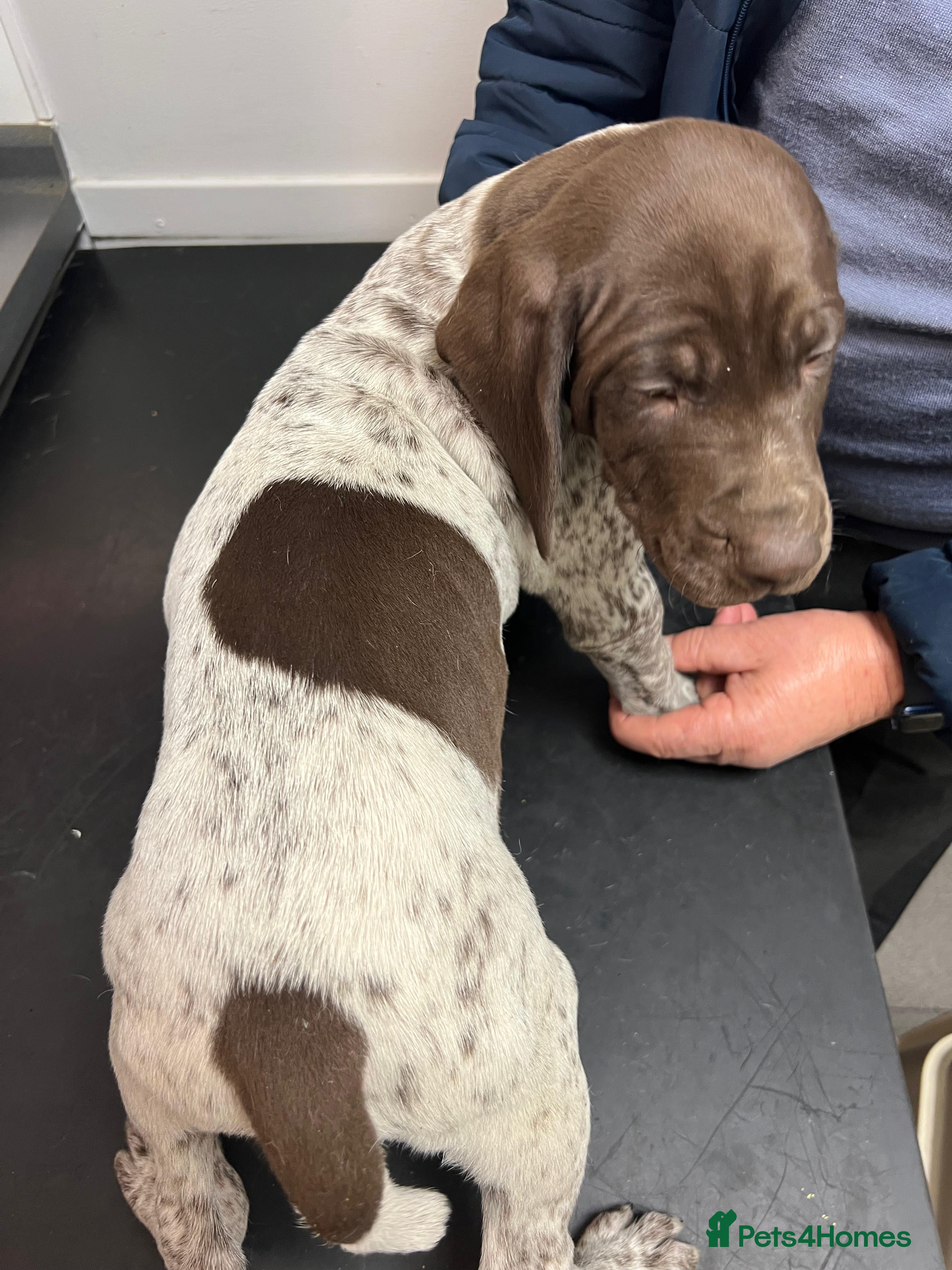 German Shorthaired Pointer dogs German Shorthaired Pointer Puppies–1 Boy left  - Advert 17