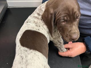 German Shorthaired Pointer dogs German Shorthaired Pointer Puppies–1 Boy left - Advert 5