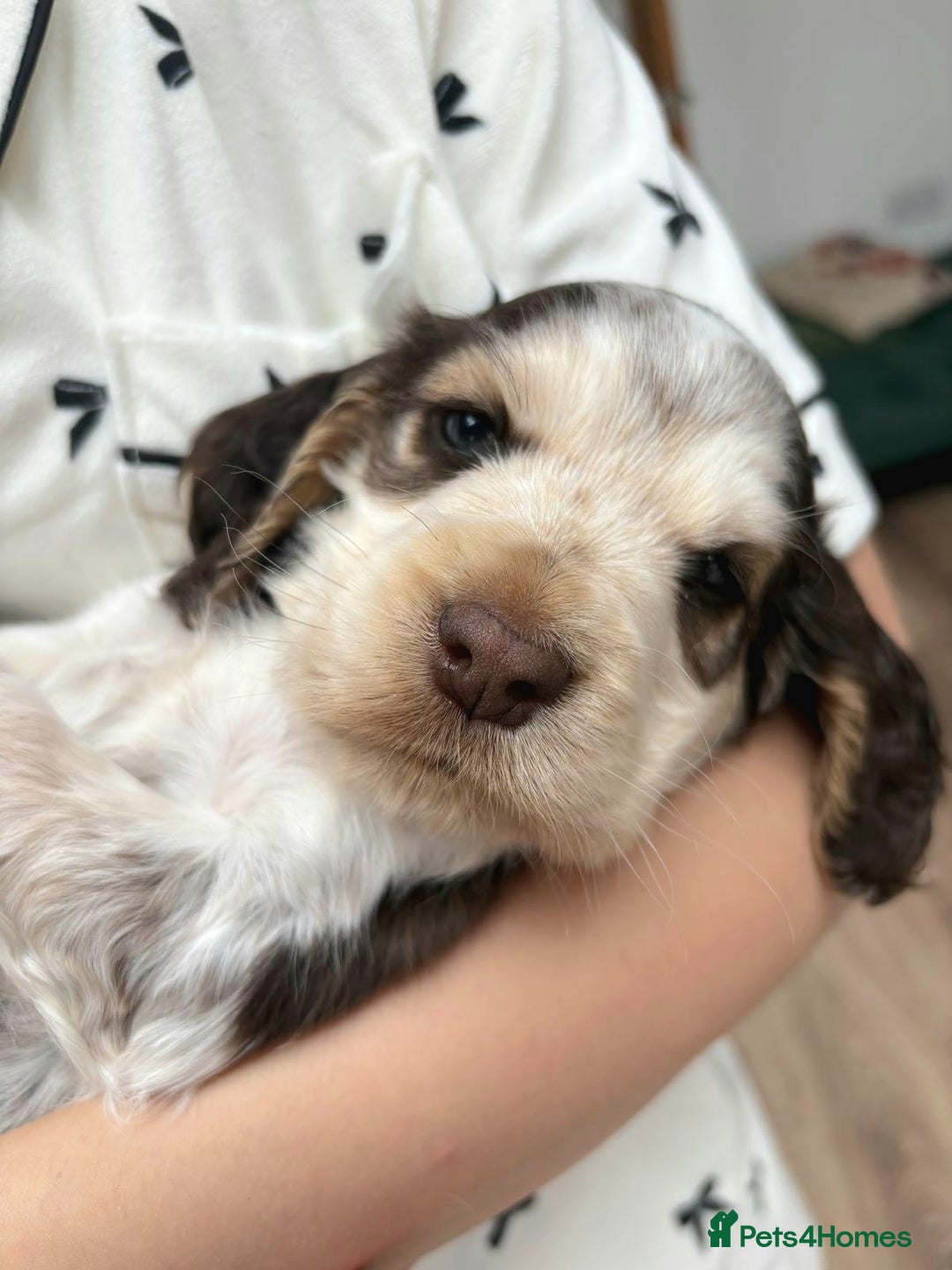 Cocker Spaniel dogs for sale: Stunning Show cocker spaniel puppies Health tested - Image 7