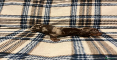 Miniature Dachshund dogs Miniature dachshunds  - Advert 2