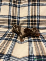Miniature Dachshund dogs Miniature dachshunds - Advert 2