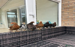 Chickens poultry for sale: Bantam Roosters  - Advert 2