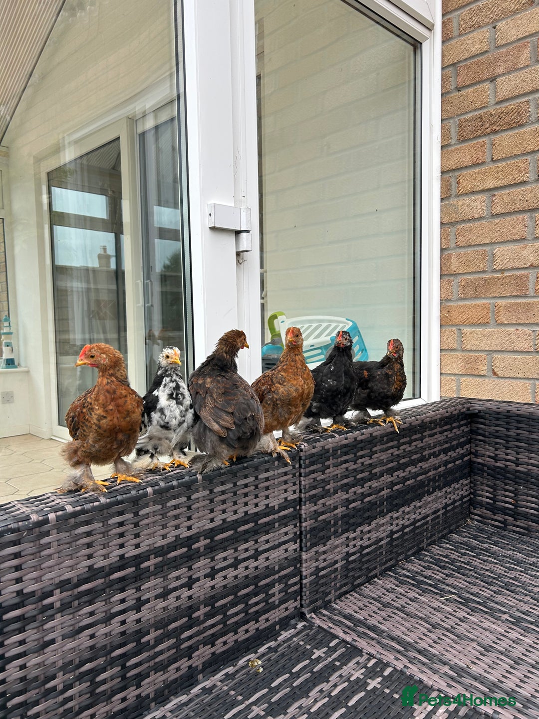 Chickens poultry for sale: Bantam Roosters  - Advert 2