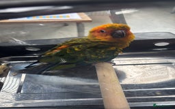 Ringnecks birds for sale: Baby sun conure  in Redcar - Image 10