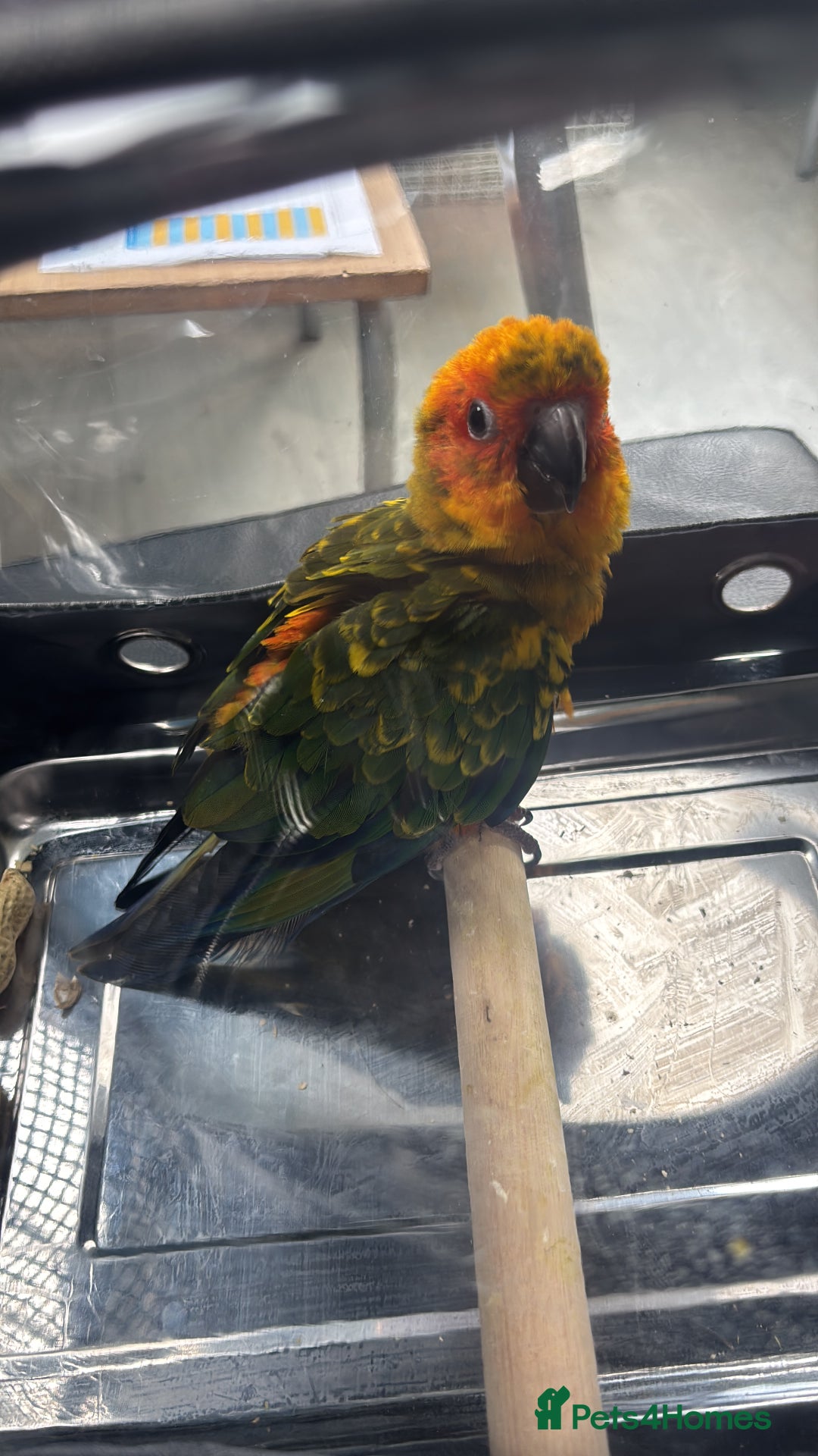 Ringnecks birds for sale: Baby sun conure  in Redcar - Image 10