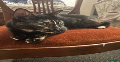 Mixed Breed cats Beautiful kittens ❤️ - Advert 11